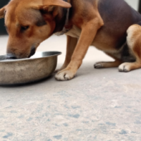 a cute dog doing eat food